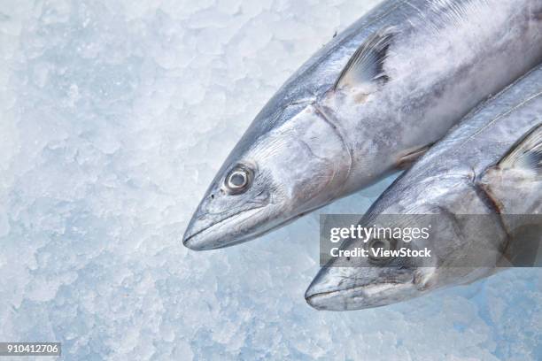 saury - aguja imperial fotografías e imágenes de stock