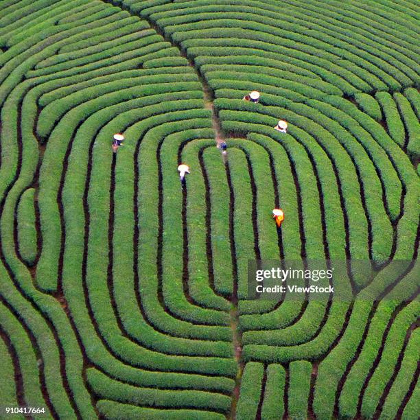 wuyi mountain tea plantation in fujian province,china - fujian province stock pictures, royalty-free photos & images