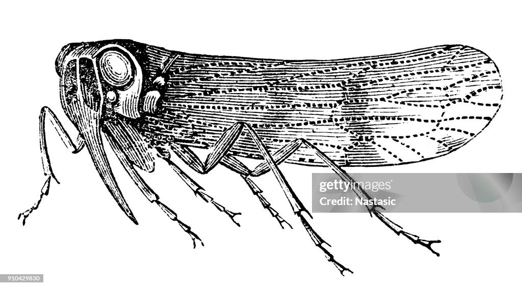 Planthopper (Cixiidae) Cixius nervosus
