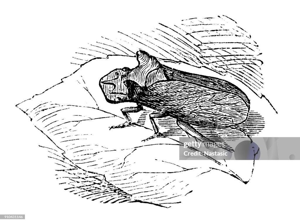 Grey leafhopper (Ledra aurita)