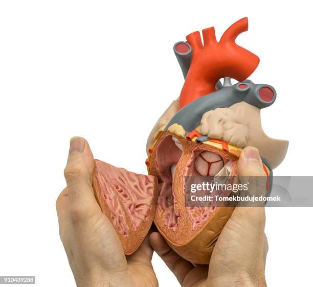 heart - cardiomyopathy stock pictures, royalty-free photos & images