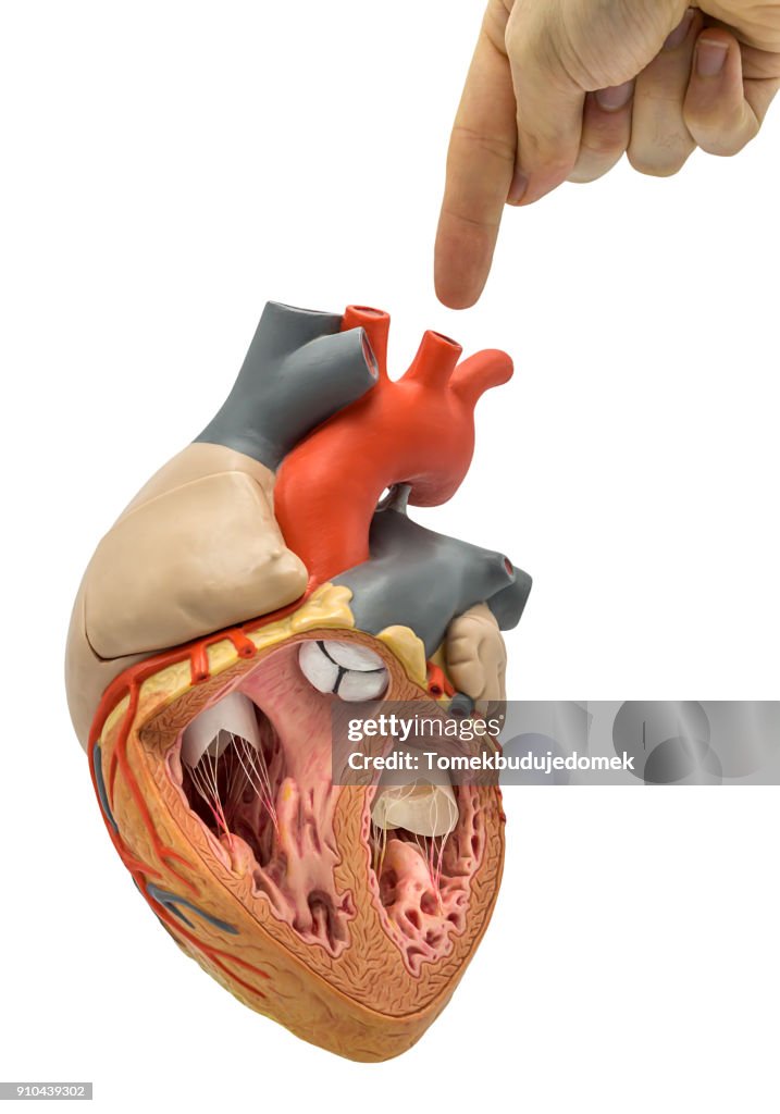 Heart