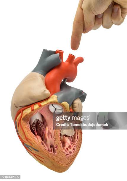 heart - cardiomyopathy stock pictures, royalty-free photos & images