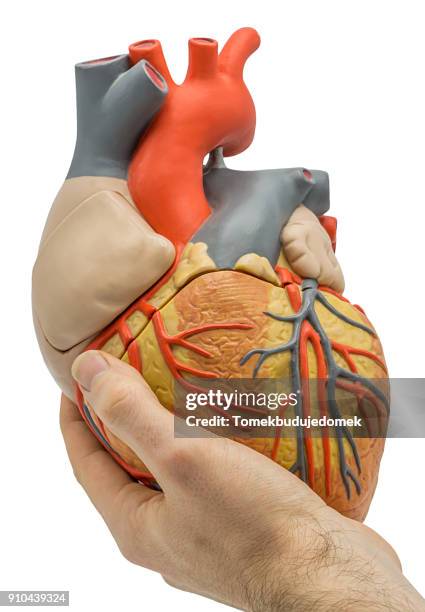 heart - cardiomyopathy stock pictures, royalty-free photos & images