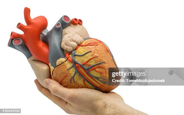 heart - cardiomyopathy stock pictures, royalty-free photos & images