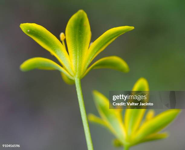 wildflower (gagea soleirolii) - gagea stock pictures, royalty-free photos & images