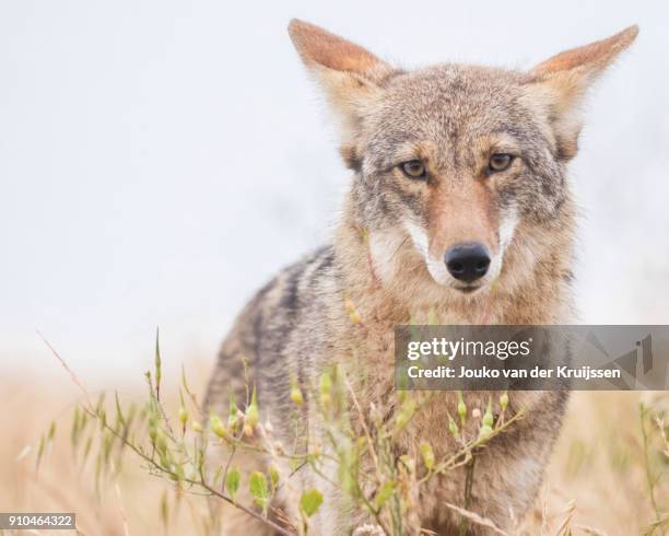 coyote (canis latrans), bernal heights, san francisco, california, united states, north america - coyote photos et images de collection