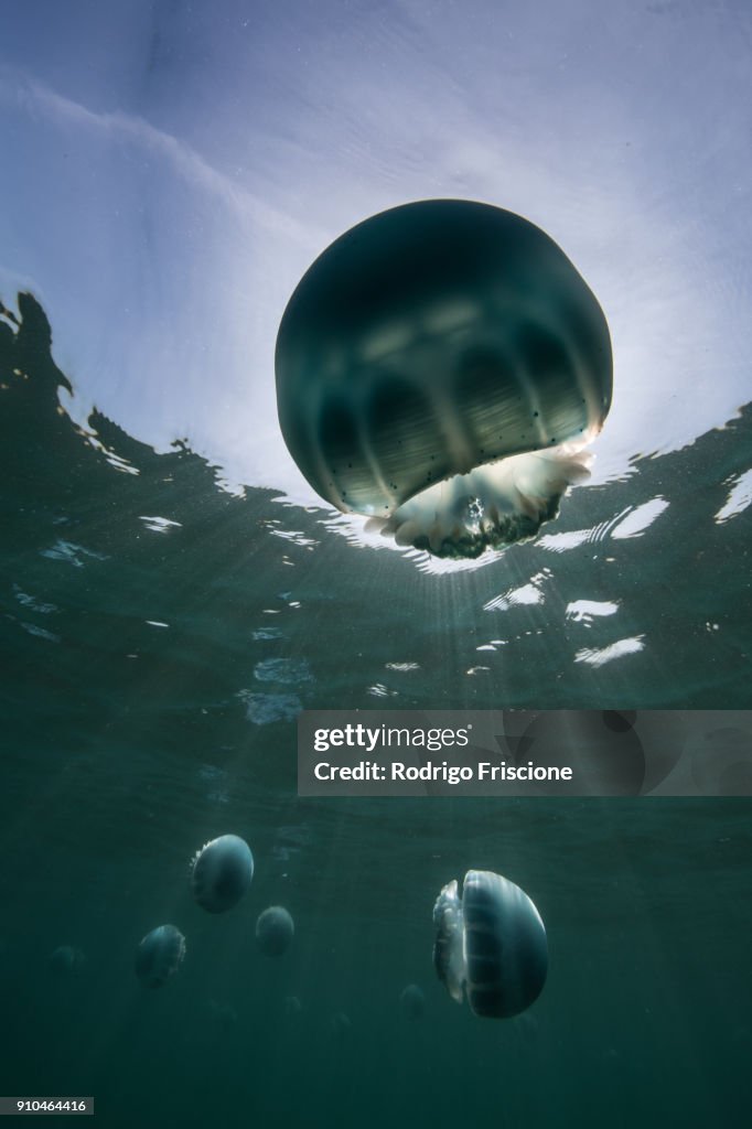 Cannonball jellyfish (Stomolophus meleagris), in ocean, underwater view, La Paz, Baja California Sur, Mexico, North America