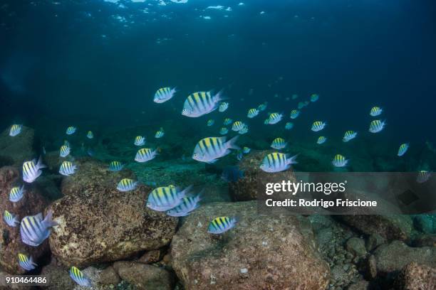 fish in ocean, isla espiritu santo, la paz, baja california sur, mexico - isla espiritu santo stock pictures, royalty-free photos & images