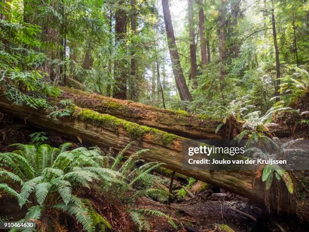 fallen trees, armstrong redwoods state natural reserve, california, united states, north america - marcio foto e immagini stock