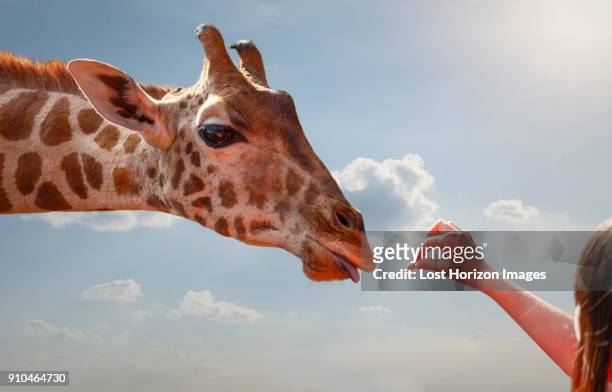 woman feeding giraffe, nairobi national park, nairobi, kenya, africa - giraffe stock pictures, royalty-free photos & images
