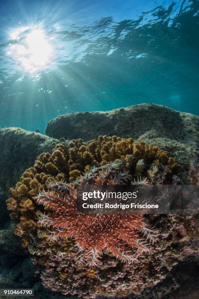 crown-of-thorns starfish, la paz, baja california sur, mexico - acanthaster planci stock-fotos und bilder