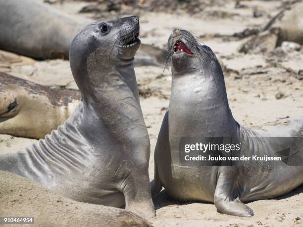 male northern elephants seals (mirounga angustirostris) sparring, ano nuevo state park, pescadero, california, united states, north america - ano nuevo stock pictures, royalty-free photos & images