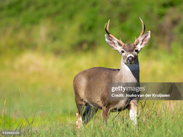 portrait of mule deer buck (odocoileus hemionus) in grassland, point reyes national seashore, california, usa - mule deer stock pictures, royalty-free photos & images