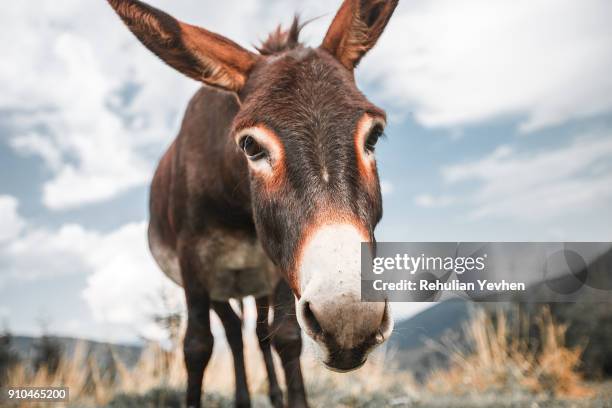 portrait of donkey - donkey stock pictures, royalty-free photos & images