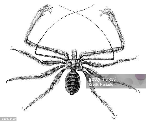 stockillustraties, clipart, cartoons en iconen met staartloze whipscorpions (phrynus lunatus) - pedipalp