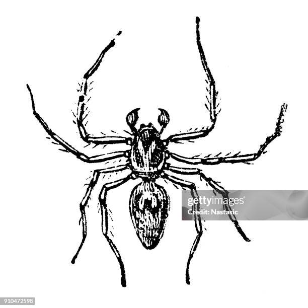lynx spider (oxyopes ramosus) - phobia stock illustrations