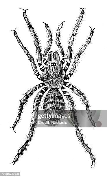 trapdoor spiders - (cteniza sauvagesi) - trapdoor spider stock illustrations