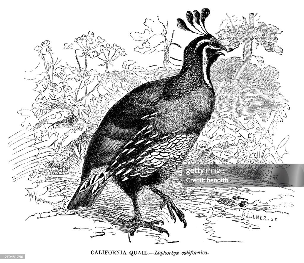 California Quail