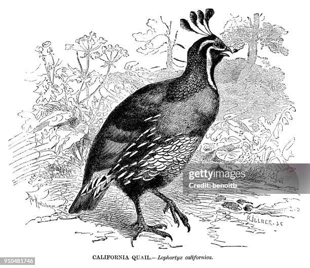 california quail - quail bird stock illustrations