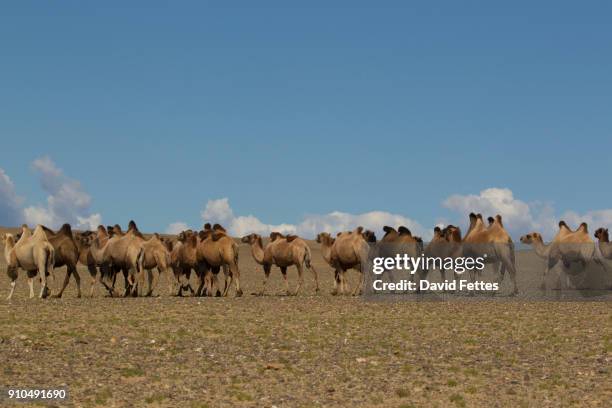 herd of bactrian camels (camelus bactrianus) walking across desert landscape, khovd, mongolia - khovd stock pictures, royalty-free photos & images