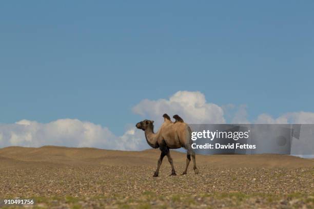 lone bactrian camel (camelus bactrianus) walking across desert landscape, khovd, mongolia - khovd stock pictures, royalty-free photos & images