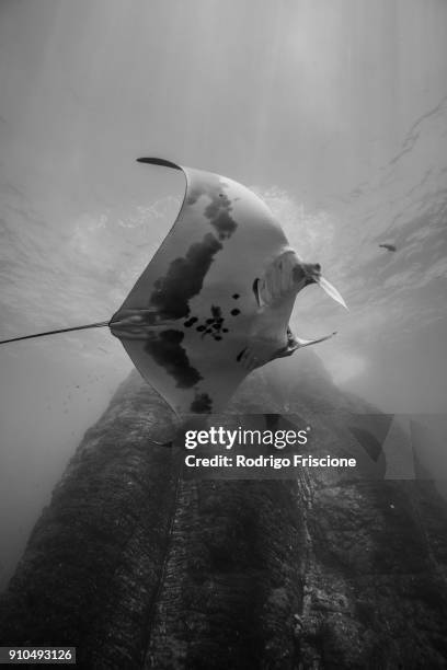 underwater view of ray fish by rock formation, revillagigedo, tamaulipas, mexico, north america - revillagigedo stock pictures, royalty-free photos & images