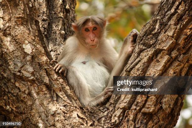 a monkey on a tree at bandipur national park - bandipur national park imagens e fotografias de stock