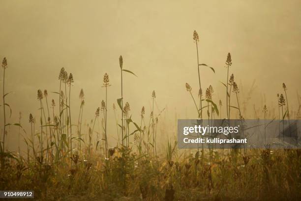 millet crops in golden light of sunrise - millet stock pictures, royalty-free photos & images