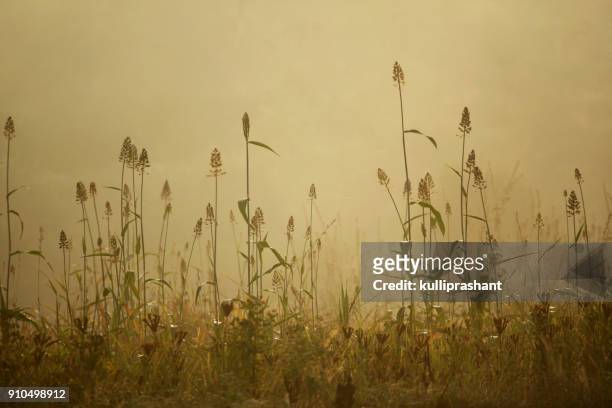 millet crops in golden light of sunrise - hirs bildbanksfoton och bilder