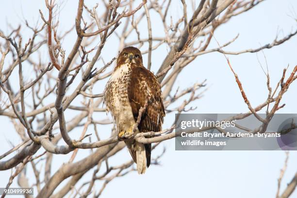 Small Utah Raptors Utah Raptor Photos and Premium High Res Pictures - Getty Images
