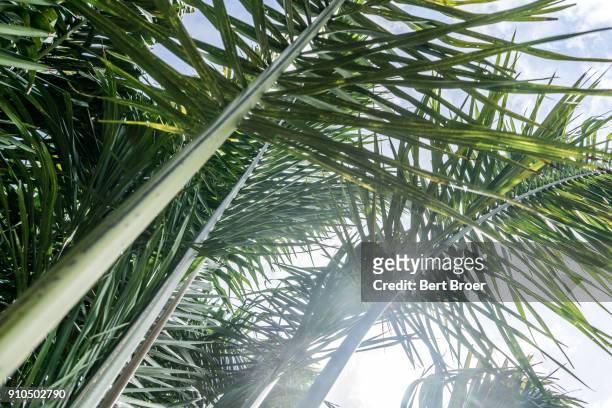 palm leaves in bright sunlight - broer stock-fotos und bilder