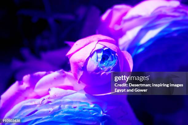 purple rose - desertman foto e immagini stock
