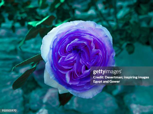 purple camon frilly rose - desertman foto e immagini stock