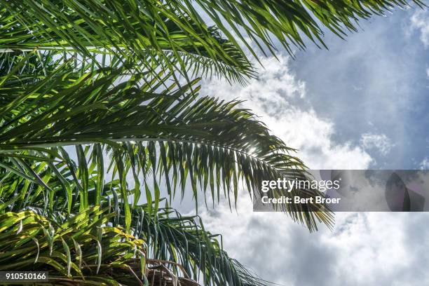 palm leaves in bright sunlight - broer stock pictures, royalty-free photos & images