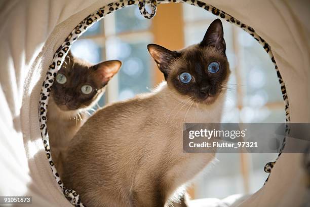 curiosity - siamese cat stockfoto's en -beelden