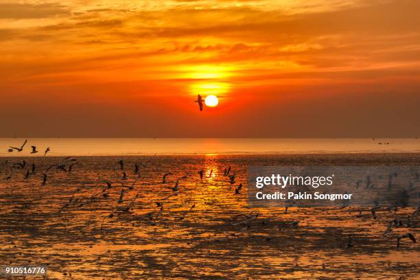silhouette at flock of seagulls on sea during sunset - samut prakan province stockfoto's en -beelden