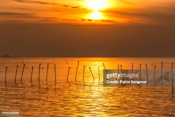 silhouette at flock of seagulls on sea during sunset - samut prakan province stockfoto's en -beelden
