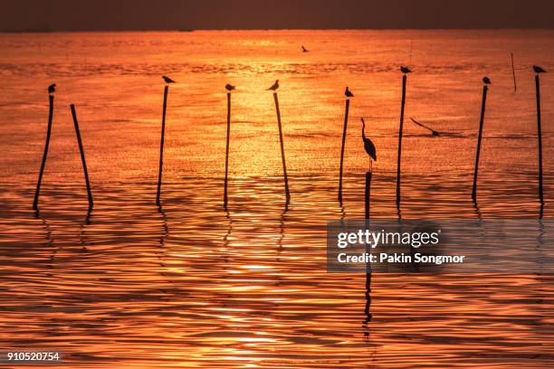 silhouette at flock of seagulls on sea during sunset - samut prakan province stockfoto's en -beelden