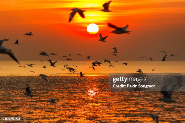 silhouette at flock of seagulls on sea during sunset - samut prakan province stockfoto's en -beelden