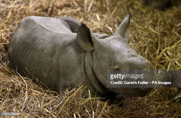 Three-week-old unnamed Black Rhino calf in his enclosure at Port Lympne Wild Animal Park in Kent.