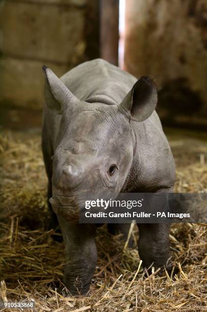 Three-week-old unnamed Black Rhino calf in his enclosure at Port Lympne Wild Animal Park in Kent.