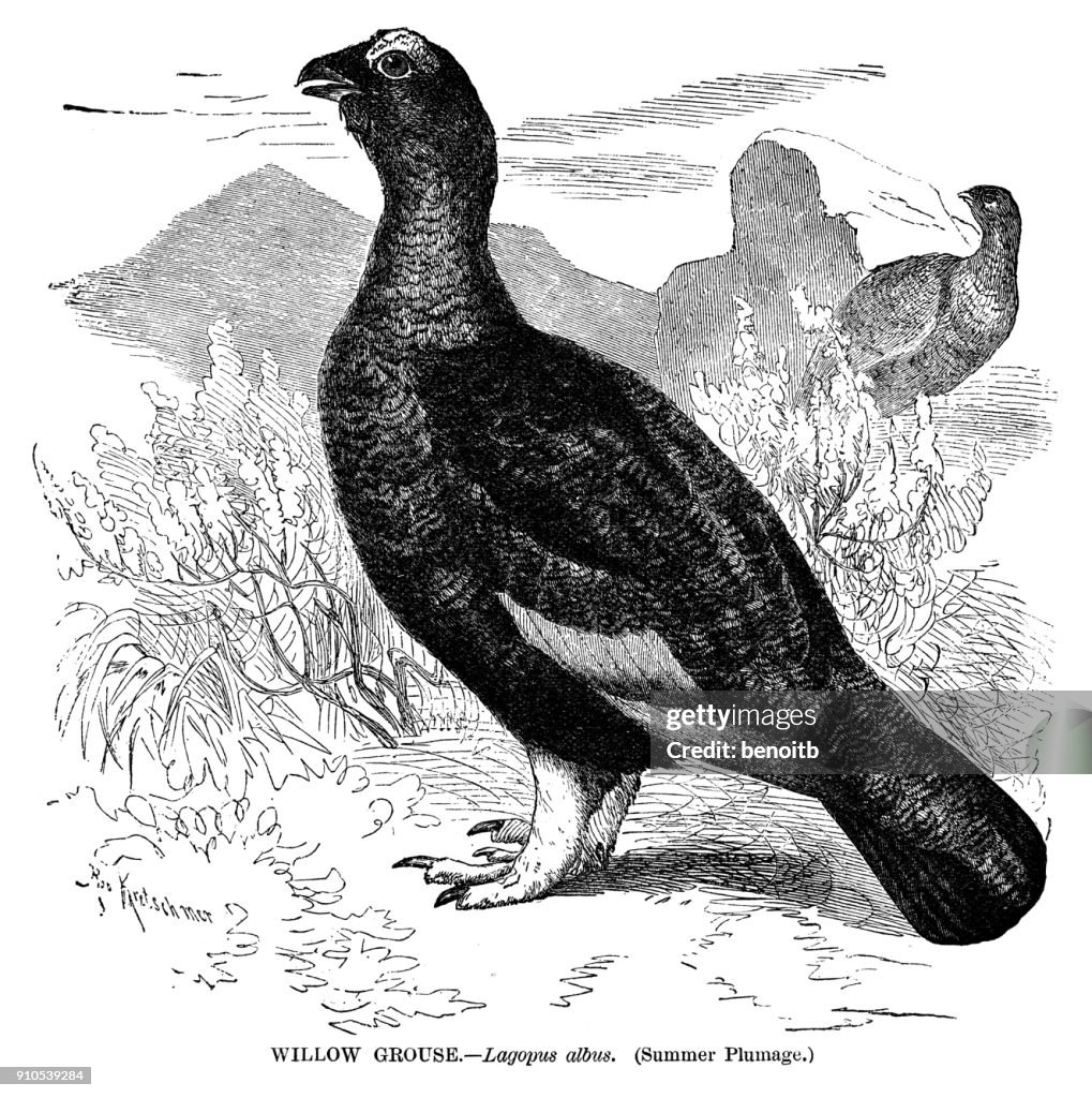 Willow Grouse