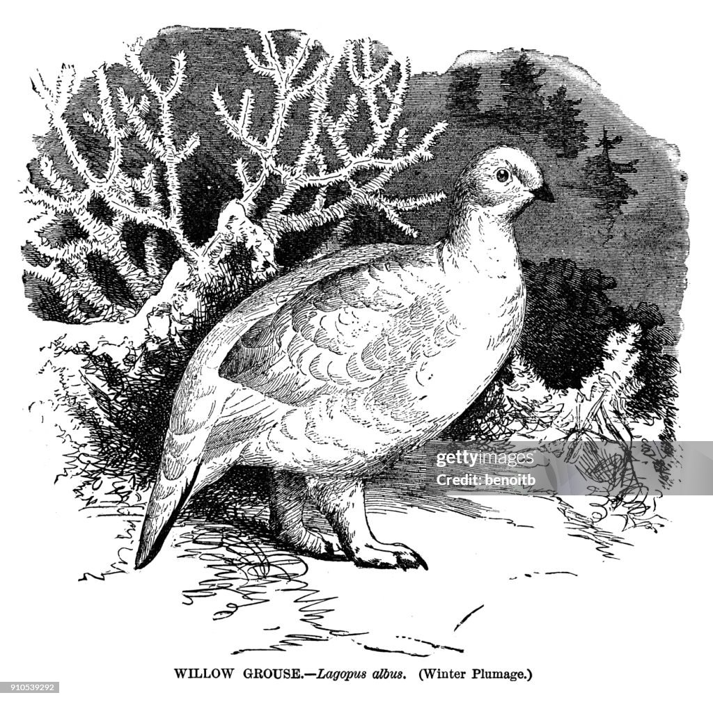 Moorschneehuhn im winter