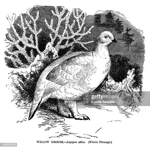 Moorschneehuhn Im Winter, Stock-Foto