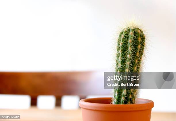 cactus on a table - broer stock pictures, royalty-free photos & images