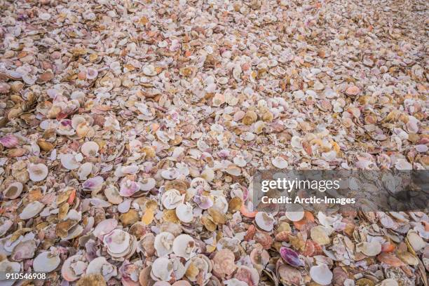 Arctic Shells 377 Shell Arctic Stock Photos, High-Res Pictures, and Images - Getty Images