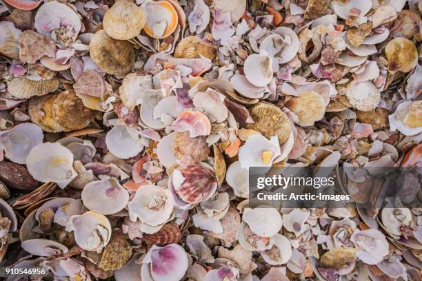 Arctic Shells 468 Shell Arctic Stock Photos, High-Res Pictures, and Images - Getty Images