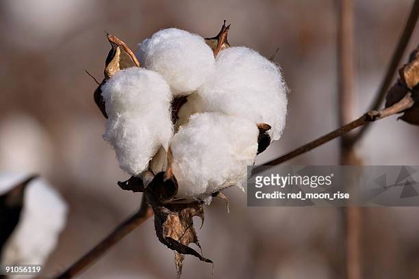 cotton field - cotton plant stock pictures, royalty-free photos & images