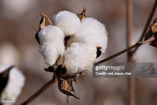 campo de algodão - cotton - fotografias e filmes do acervo